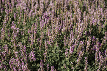 Fototapeta premium Flower bed with simple pink flowers as background or wallpapers. Summer blossoming time. Soft focus.
