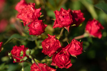 Beautiful red magenta bush roses close up. Beauty in nature. Close up. Selective focus.