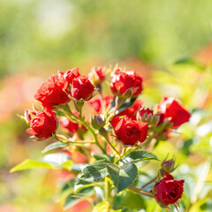 Sunlit bush of garden red magenta roses close up. Vivid summer image. Close up. Square format.