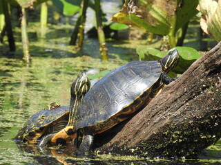 A couple of red-eared slider turtles, basking in the warmth of the sun, on a hot summer day....