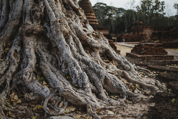 Green Leaves and Trees Flourish in a Forest Park: A Beautiful, Natural Background with Bright Light and Vivid Colours of Summer Growth, Highlighting the Abstract Textures of the Spring Landscape