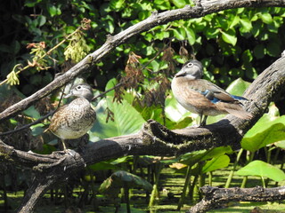 Two female wood ducks perched on a branch above the wetland waters of Wildwood Park, Dauphin County, Harrisburg, Pennsylvania.