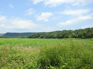 Obraz premium The beautiful scenery of the wetlands within Wildwood Park, during the summer season. Dauphin County, Harrisburg, Pennsylvania.
