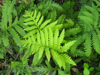 Sensitive fern, onoclea sensibilis, growing wild within the woodland forest of Wildwood Park,...