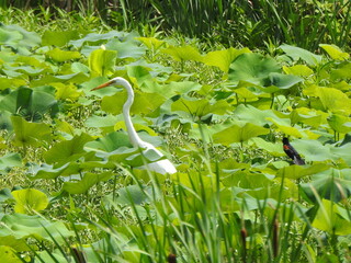 A great egret creeps through the wetland vegetation in search of prey, while a red-winged blackbird...
