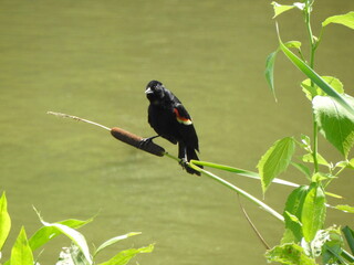 A male, red-winged blackbird, perched on a cattail over the wetland waters of Wildwood Park,...