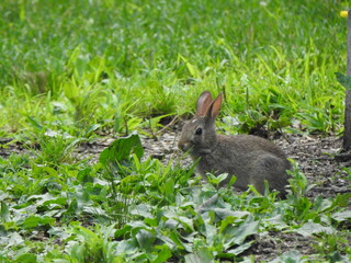 Eastern cottontail rabbit foraging the wetland vegetation for food. Wildwood Park, Dauphin County, Harrisburg, Pennsylvania. 