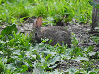 Eastern cottontail rabbit foraging the wetland vegetation for food. Wildwood Park, Dauphin County, Harrisburg, Pennsylvania. 