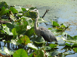 A great blue heron standing in the wetland water amongst the emerged, green spatterdock leaves. Wildwood Park, Dauphin County, Harrisburg, Pennsylvania.