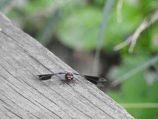 A common whitetail dragonfly living in the woodland forest of Wildwood Park, Dauphin county, Harrisburg, Pennsylvania.