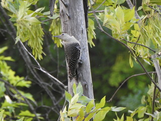 A juvenile red-bellied woodpecker perched on a tree within the wetlands of Wildwood Park, Dauphin...