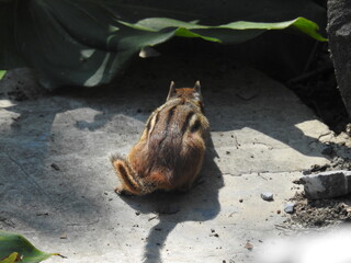 A cautious, eastern chipmunk peeking into a dark rock crevice, making sure it's safe to enter. Wildwood Park, Dauphin county, Harrisburg, Pennsylvania.