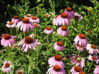 Purple coneflowers,  echinacea purpurea, bloomed in Wildwood Park, Harrisburg, Pennsylvania