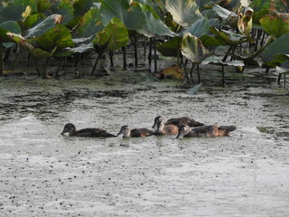 A mother wood duck and her baby ducklings swimming in the wetland waters of Wildwood Park. Dauphin...