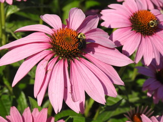 Obraz premium A pollinator, the eastern bumble bee, collecting pollen and nectar from a purple coneflower. Wildwood Park, Harrisburg, Pennsylvania.