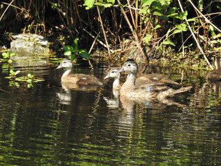 A mother wood duck and her baby ducklings swimming in the wetland waters of Wildwood Park, Dauphin County, Harrisburg, Pennsylvania.