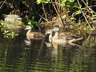A mother wood duck and her baby ducklings swimming in the wetland waters of Wildwood Park, Dauphin...