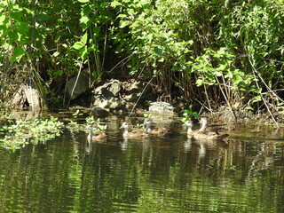 A mother wood duck and her baby ducklings swimming in the wetland waters of Wildwood Park, Dauphin County, Harrisburg, Pennsylvania.