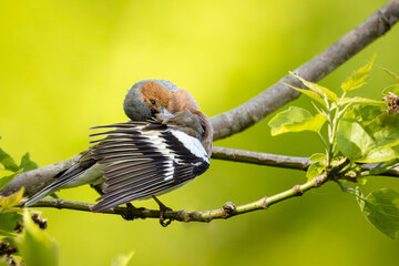 A male common chaffinch (Fringilla coelebs) sits on the thin branch and cleans its wing toward the...