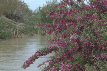  flowering subshrub with red flowers on the river