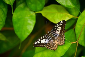 Parthenos silvia - tropical butterfly sitting on green leaves, beautiful insect in natural environment,
wildlife from Southeast Asia.