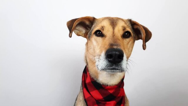 Portrait of dog in country style Close-up. Charming doggie poses for camera wearing neck scarf. Fashionable clothes for pets.