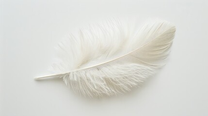 Beautiful fluffy white feather, abstract feather on white background. High resolution. Copy space for design and text. Pastel beige and white colors. High resolution.