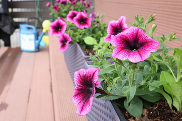 Bright ampel blooming flowers in long flowerpots on patio. Backyard and garden. 