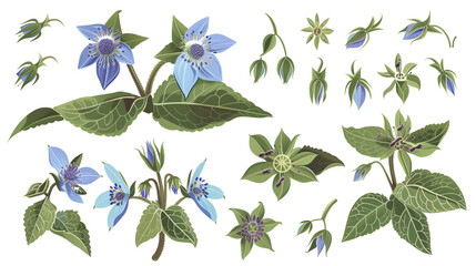 Set of borage elements, featuring star-shaped blue flowers, hairy leaves, and buds, known for their cucumber taste and use in cool drinks