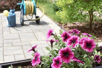 Bright ampel blooming flowers and watering can on patio. Backyard and garden. 