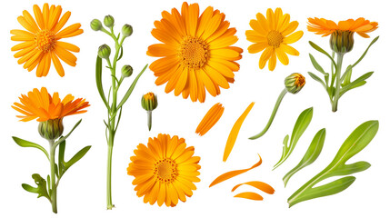 Set of calendula elements, including bright orange or yellow flowers, curly buds, and oblong leaves, popular in natural remedies and skincare,
