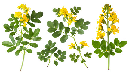 Set of rue elements, displaying its bright yellow flowers, bluish-green leaves with a strong, pungent aroma, used historically in folk medicine,