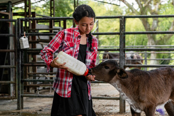 Latin peasant girl giving bottle to her little calf so that it grows strong, livestock education...