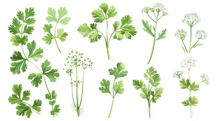 Set of cilantro elements, including flowers, young leaves, and mature leaves, essential for global dishes