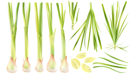Set of lemon grass elements, showing tall stalks and leaf blades, widely used in Asian cooking and herbal teas