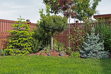 A small and beautiful garden with conifers and deciduous trees. Nordmann fir, Baby Blue fir, globular pine, cotinus royal purple.