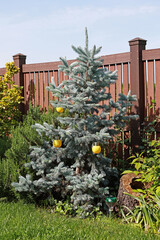 Concolor silver fir in summer in the garden.