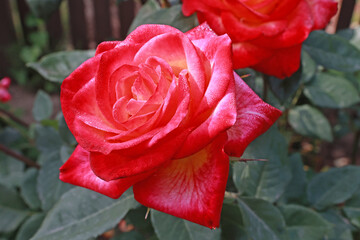 Orange roses blooming in summer in the garden.