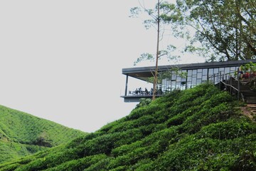 View of Cameron Highland, Malaysia.