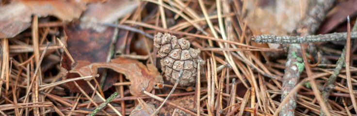 Fallen pine needles lie on the ground. Dry pine needles and cone, top view. In autumn, needles, shikshas and old branches lie in the forest on the ground.