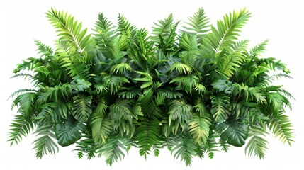 Tropical foliage plant bush nature frame layout of Fishtail fern or forked giant sword fern (Nephrolepis spp.) the shade garden landscaping shrub plant on white background with clipping path.