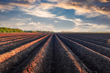 Plowed soil with even rows on agricultural field during sunset. Spring agriculture concept