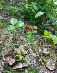 Wild Strawberry Plant with Red Berries in a Forest Setting. Vertical Shoot 