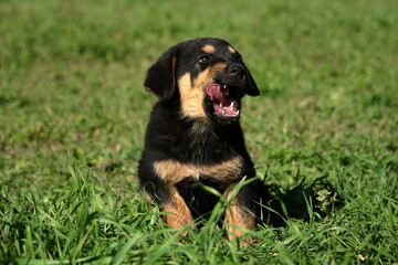 Kinder dog.