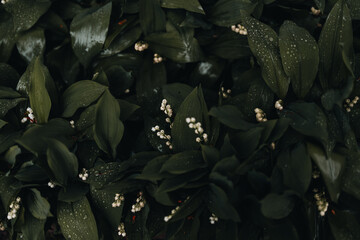 Top down shot of lily of the valley flowers