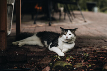 Sleepy white and gray cat resting on a patio