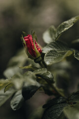 Spring rose ready to bloom with dew droplets