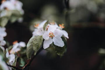 Spring Apple tree white flowers