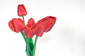 Many red tulips with green leaves on a white background.