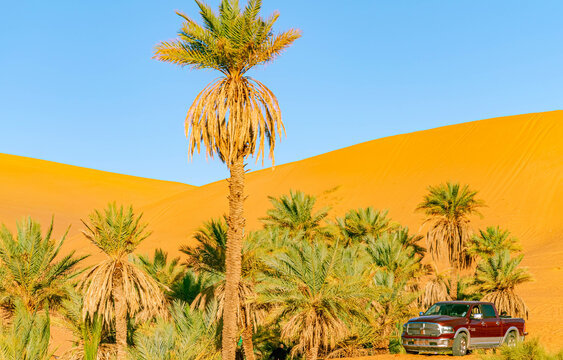 Taghit, Bechar, Algeria- December 27, 2022: Red aubergine Dodge Ram 1500 Pick-up truck parked behind a bush in a Sahara desert Oasis of Algeria with palm trees, sand dunes and blue sky in a sunny day.